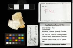 Foto (Objekt + Etiketten) von Erymidae Indet. 